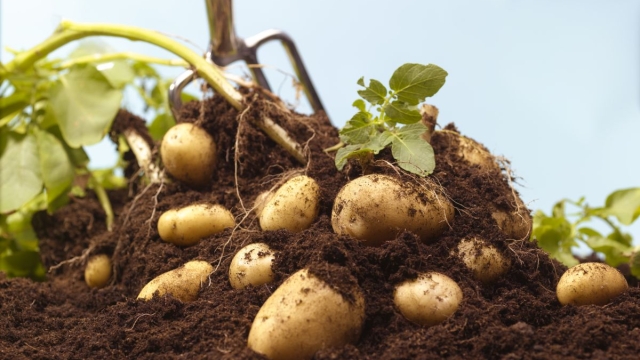 Unearthing the Perfect Potato Partners: Companion Plants to Boost Your Harvest