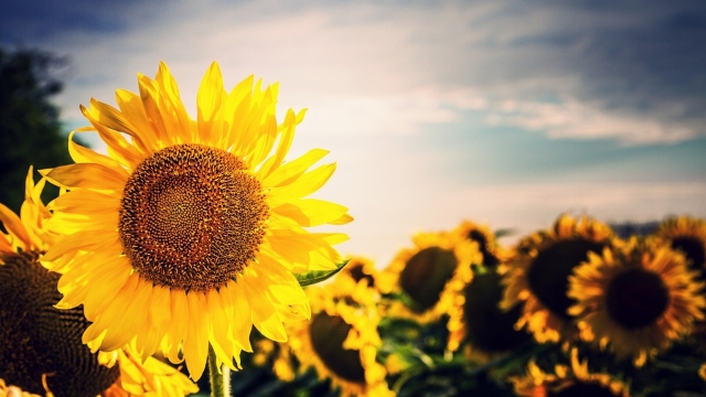 Cabbage Worms Beware: Harvesting the Sunflower Surprise!