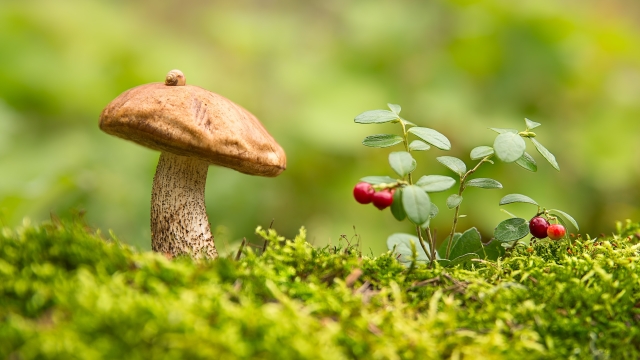 Fungi Fun: Unveiling the Secrets of Mushroom Cultivation