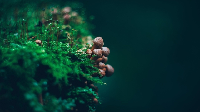The Fungal Frontier: Unlocking the Secrets of Mushroom Cultivation
