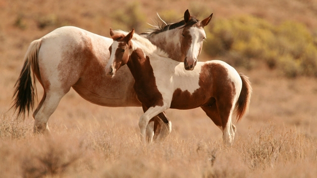 The Essential Guide to Boosting Your Horse’s Health: Understanding Supplements and Vitamins