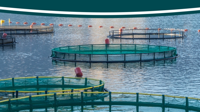 Revolutionizing the Deep: The Future of Aquaculture Technology