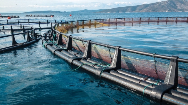 Revolutionizing the Waves: The Future of Aquaculture Technology