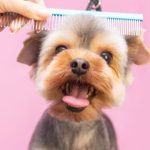 Pamper Your Pooch: The Ultimate Guide to Pet Saloon Bliss