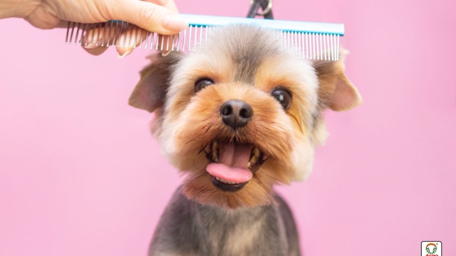 Pamper Your Pooch: The Ultimate Guide to Pet Saloon Bliss